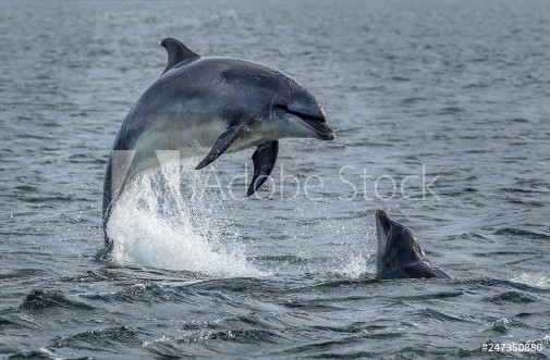 Picture of Wild Bottlenose Dolphins Jumping Out Of Ocean Water At The Moray Firth Near Inverness In Scotland